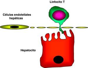Contacto de los linfocitos T con los hepatocitos, por medio de extensiones citoplasmáticas que atraviesan las fenestraciones de las células endoteliales sinusoidales.