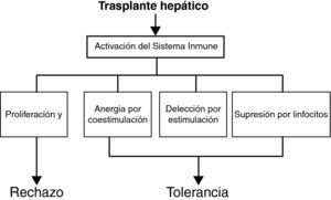 Mecanismos de rechazo y tolerancia en el trasplante de órganos.