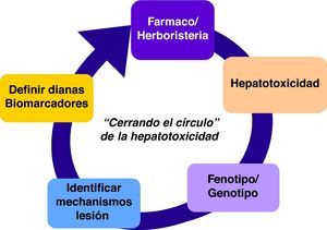 Aproximación al estudio de la toxicidad hepática.