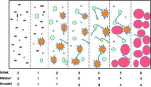 Clasificación de la fibrosis. Adaptado de Goodman ZD et al.2