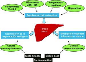 Terapia celular en enfermedades del hígado. La terapia celular puede abordarse a partir de 3 estrategias diferenciadas: en primer lugar, la sustitución o repoblación del parénquima hepático dañado. Estrategia en fase de experimentación preclínica que implica la diferenciación de las células madre y su integración funcional en el órgano. En segundo lugar, la estimulación de la regeneración hepática, explorada en casos clínicos mediante el uso de células mesenquimatosas las cuales promueven la estimulación y la proliferación de diferentes tipos celulares del hígado. En tercer lugar, la regulación de la respuesta inmunológica y inflamatoria mediante el trasplante de células mesenquimatosas, estrategia que se encuentra en fase de investigación clínica. ES: células embrionarias; iPS: células pluripotenciales inducidas; HSC: células hematopoyéticas; MSC: células mesenquimatosas.
