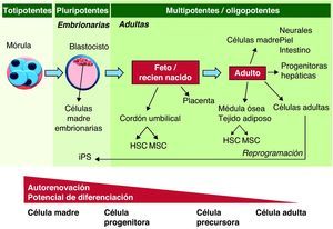 Capacidad de diferenciación y auto-renovación de las células madre. Las células madre pueden clasificarse según su potencia y capacidad de autorrenovación. Las células madre totipotentes tienen la capacidad de formar todos los tejidos embrionarios y extraembrionarios; las pluripotenciales son capaces de dar lugar a células de las 3 líneas germinales; las células multipotentes pueden diferenciarse a células de más de una línea germinal; las oligopotentes tienen la capacidad de diferenciarse a más de un tipo celular de un mismo órgano. Finalmente, las células progenitoras son células ya determinadas las cuales presentan una capacidad de autorrenovación y diferenciación más restringida. HSC: células hematopoyéticas; MSC: células mesenquimatosas.