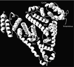 Estructura molecular de la albúmina. BS: locus de unión para ácidos grasos y otras sustancias hidrofóbicas.