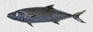 Scolar fish.