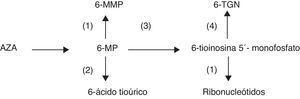 Metabolismo de la azatioprina y 6-mercaptopurina.