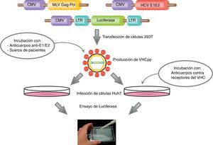 Diagrama de la producción de VHCpp mediante la cotransfección de células 293T con 3 plásmidos que contienen los genes que codifican para las glucoproteínas de la envuelta del VHC, la cápside retroviral y la señal de empaquetamiento, y un gen reportero (luciferasa). Las VHCpp secretadas al medio de cultivo pueden utilizarse para infectar células diana (por ejemplo, Huh7, Huh7.5, etc.). Asimismo, también es posible realizar ensayos de neutralización bien preincubando las VHCpp con anticuerpos anti-E1/E2 o sueros de pacientes infectados, o bien preincubando las células diana con anticuerpos contra los receptores de la entrada del VHC.