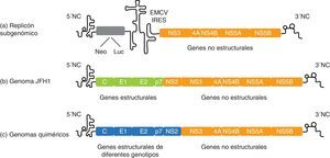 Representación esquemática del replicón subgenómico del VHC y cultivo celular del VHC basado en JFH1. a) Ejemplo de un replicón subgenómico bicistrónico compuesto por: el extremo 5’ no codificante (NC) dirigiendo la traducción del gen marcador o de selección, el IRES del virus de la encefalomiocarditis (EMCV), los genes de la replicasa del VHC y el extremo 3’NC. b) Modelo de cultivo celular del VHC: para la producción de partículas virales se necesitan las proteínas no estructurales y los extremos 5’ y 3’ de JFH1. c) Los genes core, E1, E2 y p7 se pueden sustituir por los de otras cepas del VHC para construir genomas quiméricos y estudiar in vitro las propiedades de los diferentes genotipos del VHC.
