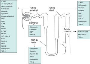Biomarcadores de lesión renal según su localización y sitio de expresión en los diferentes segmentos de la nefrona.