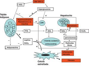 Daño hepático producido por la DM tipo 2. La resistencia a la insulina promueve liberación de ácidos grasos libres (AGL) del tejido adiposo. Los AGL se acumulan en el hepatocito a lo cual contribuye la lipogénesis de novo (LDN). La reducción de la secreción de lipoproteínas de muy baja densidad (VLDL) satura la célula de grasa produciendo esteatosis. El estrés oxidativo mitocondrial se encuentra incrementado debido al exceso de AGL intracelulares y la acción de las adipocinas (leptina y factor de necrosis tumoral alfa [TNFα]). El exceso de estrés oxidativo produce radicales libres lo cual a su vez induce la inflamación y necrosis celular. La inflamación estimula las células estelares para que produzcan colágeno.