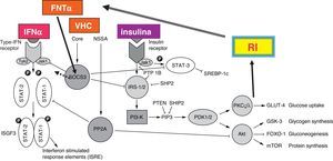 Las proteínas NSSA y core del virus de la hepatitis C pueden inhibir el efecto de la insulina y el interferón alfa (véasetexto). Sustratos de receptor de insulina: P13 K: fosfatidil inositol 3 cinasa; PDK: cinasa dependiente de fosfoinositido; PKC: isoformaC de proteinacinasa; PP2A: fosfatasa de proteína 2 A; SOCS3: supresor de se¿nalización de citocinas 3; SREBP: proteína reguladorade síntesis de esteroides.