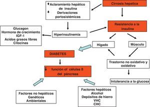 Fisiopatogenia de la cirrosis hepatógena. El fenómeno clave es la resistencia a la insulina. La disminución en la depuraciónde la insulina y los cortocircuitos portosistémicos causados por la cirrosis por una parte y la desensibilización de las células betadel páncreas por diversos agentes por otra parte produce hiperinsulinemia. La resistencia a la insulina es a nivel del músculoinicialmente y del hígado en etapas posteriores. La resistencia a la insulina en el músculo es a nivel del metabolismo oxidativo y nooxidativo.