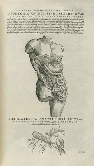Representación anatómica parcial de los órganos digestivos, con detalle de las vías biliares. Vesalio. De humani corporis fabrica. Libro quinto. Basilea: Joannis Oporini; 1543.