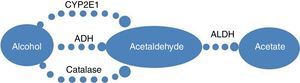 The metabolism pathway of alcohol. The primary pathway for alcohol metabolism involves in alcohol dehydrogenase (ADH), cytochrome P450 2E1 (CYP2E1) and catalase, enzymes that catalyze the conversion of alcohol to acetaldehyde. Acetaldehyde is then oxidized by aldehyde dehydrogenase (ALDH) to acetate.