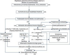 Hipótesis psiconeuroinmunológica del SII (modelo SII-PI). PI: postinfeccioso. Según el modelo psiconeuroinmunológico del SII, tras ciertas infecciones bacterianas —particularmente por Campylobacter jejuni, Shigella spp., Salmonella enteritidis—, toxinas bacterianas (E. coli enterotoxigénica), ciertos virus o protozoos (Giardias) se produciría un aumento de la permeabilidad intestinal, que facilitaría la traslocación de la microbiota a la submucosa. Esta última produciría la activación del sistema inmune intestinal, tanto a nivel celular (linfocitos T CD3 y mastocitos), así como liberación de citocinas inflamatorias (IL6 y TNF-α e interferón α y γ). El resultado de todo ello sería la aparición de inflamación intestinal de bajo grado que determinaría la aparición de los síntomas habituales del SII, en concreto, dolor abdominal y diarrea. En el desencadenamiento de los síntomas jugarían también un papel importante la serotonina, liberada por las células enterocromafines del intestino, interactuando con los receptores 5-HT, y la histamina y triptasa, liberadas por la degranulación de los mastocitos. Por otro lado, la microbiota, traslocada en la submucosa, y la misma activación del sistema inmune intestinal, pueden ser los responsables de los trastornos de conducta que manifiestan los pacientes con SII. A su vez, se ha demostrado que el estrés psicosocial y la ansiedad y depresión pueden determinar la liberación y activación de la IL-6 y el TNF-α. De forma recíproca, estas citocinas pueden desencadenar ansiedad y depresión, lo que justificaría la elevada comorbilidad psiquiátrica de estos pacientes. Se ha demostrado que los IFN-α y γ ocasionan una disminución de los niveles de serotonina a nivel central, lo que se asocia a la aparición de ansiedad y depresión, así como una disminución de los niveles de dopamina, que puede explicar los síntomas neurovegatitivos que presentan estos pacientes, incluyendo anhedonia, enlentecimiento psicomotor, trastornos de sueño y fatiga que también presentan los enfermos con SII. Finalmente, algunos casos de SII pueden tener una influencia genética, debido a la existencia de polimorfismos que determinan una elevada producción de TNF-α y baja de IL-10, citocina antiinflamatoria.