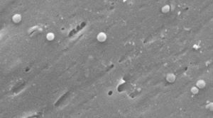 Imágenes de la forma cocoide de Helicobacter pylori. Micrografía electrónica de barrido por gentileza del Dr. Nuno F. Azevedo. LEPABE-Departamento de Ingeniería Química de la Facultad de Ingeniería de la Universidad de Oporto (Portugal).