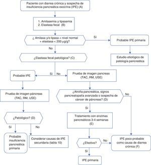 Algoritmo 4. Enfoque diagnóstico de la diarrea crónica por insuficiencia pancreática exocrina. A. Sospecha marcada. Paciente con enolismo y tabaquismo importante, antecedentes de pancreatitis aguda o recurrente, dolor abdominal crónico de tipo pancreático, sospecha de mutación del gen de la fibrosis quística (bronquiectasias, esterilidad masculina, familiares con fibrosis quística), sospecha o diagnóstico de cáncer de páncreas, resección pancreática previa. Sospecha menor. Tabaquismo aislado, diabetes mellitus, gastrectomía, edad avanzada, mejora de la diarrea con el ayuno, ausencia de anorexia. B. La elastasa fecal es la prueba de función pancreática más utilizada y al alcance de la mayoría de centros hospitalarios. Se determinará en una muestra de heces sólidas. Muestras líquidas pueden dar falsos niveles bajos de elastasa. C. La elastasa fecal es claramente patológica por debajo de 100μg/g. Concentraciones entre 100 y 200 son también patológicas, pero con niveles de sensibilidad y especificidad no tan buenos, deben considerarse con prudencia. En enfermos con pancreatectomía, concentraciones <200μg/g ya pueden indicar insuficiencia exocrina. D. Aunque es causa de insuficiencia pancreática primaria, la atrofia pancreática puede ser en sí misma primaria (por pancreatopatia) o secundaria a otros procesos, como por ejemplo malnutrición prolongada o edad avanzada. E. La respuesta al tratamiento enzimático debe evaluarse con dosis adecuadas y en ausencia de sobrecrecimiento bacteriano o de otras causas que inactiven las enzimas o que contribuyan a la diarrea. Dosis inicial recomendada de lipasa: 25.000UI en las comidas pequeñas y 50.000UI con las comidas grandes (± un inhibidor de la bomba de protones). F. En caso de no encontrarse ninguna otra causa de diarrea y persiste la sospecha de insuficiencia exocrina es aceptable hacer un tratamiento de prueba.