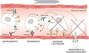 Proceso de migración de los linfocitos desde los vasos sanguíneos hacia la mucosa intestinal y mecanismo de acción de vedolizumab. ICAM-1: intercellular adhesion molecule 1; MAdCAM-1: mucosal vascular addressin cell adhesion molecule 1; PSGL-1: P-selectin glycoprotein ligand 1; VCAM-1: vascular cell adhesion molecule 1.