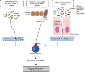 Fisiopatología la insuficiencia hepática aguda sobre crónica (ACLF, del inglés acute-on-chronic liver failure). La hipótesis actual sobre la fisiopatología que conduce al desarrollo de ACLF se basa en la existencia de una respuesta inflamatoria excesiva. La figura describe los potenciales mecanismos implicados en la inducción de esta respuesta inflamatoria sistémica en pacientes con ACLF.DAMP: damage-associated molecular patterns; PAMP: pathogen-associated molecular patterns; PRR: pathogen recognition receptors.