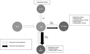 Esquema de la metabolización de las tiopurinas. Pacientes normometiladores e hipermetiladores con metabolización preferencial a través de la TPMT (vía 2) Tiopurinas. AZA: azatioprina; MP: mercaptopurina. Metabolitos. 6-MMP: 6-metilmercaptopurina; 6-TA: ácido 6-tioúrico; 6-TGN: nucleótidos de 6-tioguanina. HPRT: hipoxantina fosforibosil transferasa; TPMT: tiopurina metiltransferasa; XO: xantino-oxidasa.