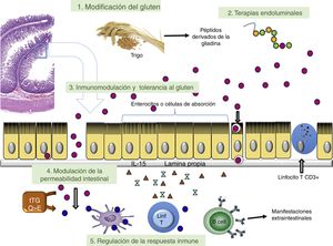 Principales dianas patogénicas hacia las que se dirigen las diferentes opciones terapéuticas en investigación para la enfermedad celiaca y sus complicaciones.