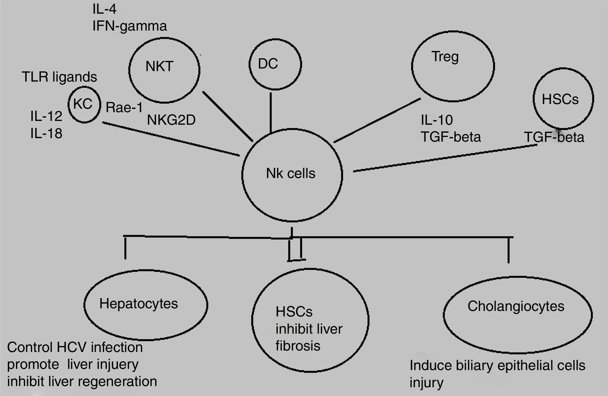 Role of altered immune cells in liver diseases: a review ...