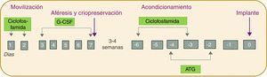 Protocolo de actuación para el TPHA: en violeta las 4 fases del proceso, en gris los días (numerados del 1 al 7 en la fase de movilización y en números negativos en la fase de acondicionamiento para tomar como día 0 el día del implante) y en verde los fármacos administrados.