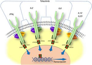 Mecanismo de acción de tofacitinib. Tofacitinib se une a las proteínas JAK e impide la fosforilación y la posterior translocación de STAT al interior del núcleo.