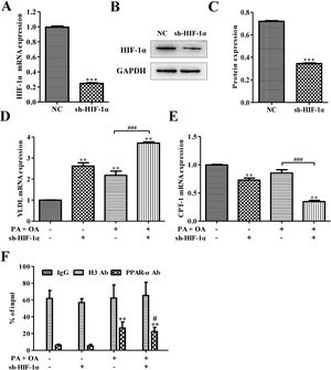 Silencing HIF-1α inhibited PPAR-α signaling pathway. (A) The mRNA expression level of HIF-1α was down-regulated after silencing HIF-1α; Consistent with this finding, silencing HIF-1α could decrease the protein expression of HIF-1α (B). The protein was quantified using densitometry (C). In NAFLD cells, qRT-PCR assay for the mRNA expression of VLDL (D) and CPT-1 (E), which is regulated by PPAR-α signaling pathway. (F) The physical binding of PPAR-α to the HIF-1α gene promoter was enriched in NAFLD cells as shown by the result of ChiP assay. **P<0.01, ***P<0.001 vs normal cells; #P<0.05, ##P<0.01 and ###P<0.001 vs NAFLD cells without HIF-1α silence.