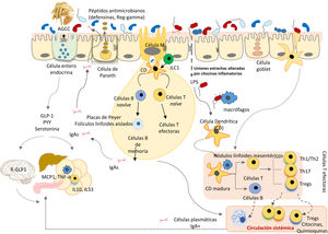 Representación esquemática de la influencia de la microbiota y sus metabolitos sobre la función barrera del intestino y el sistema inmunitario y neuroendocrino (diseño original de Yolanda Sanz).