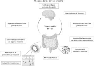 Mecanismos implicados en la superposición de enfermedad inflamatoria intestinal-síndrome de intestino irritable.