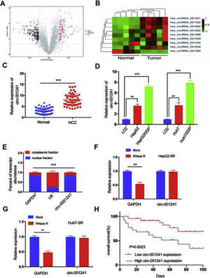 Circ-001241 is upregulated in HCC and associated with sorafenib resistance and poor prognosis. (A) The volcano plot shows deregulated circRNAs between normal tissue samples and HCC tissue samples from the GSE94508 datasets. (B) The heatmap showed the most differential circRNAs and circRNA_001241 is significantly increased in HCC tissues compared to normal tissues. (C) Comparison of circRNA_001241expression in 50 pairs of HCC specimens and adjacent normal tissues. (D) Compared with the parent cell lines (HepG2 and Huh7), the expression of circ-001241 in HepG2-SR and Huh7-SR cells was significantly increased. (E) Levels of circ-001241 in nuclear and cytoplasmic fractions of HepG2-SR cells. (F and G) RNA from HCC cells was treated with or without RNase R for RT-qPCR. The relative levels of circ-001241 were normalized to the values measured in HepG2-SR and Huh7-SR cells. (H) Kaplan–Meier curves in HCC patients with high (n=25) or low circ-001241expression (n=25) for overall survival. The results are presented as the mean±SD. *P<0.05, **P<0.01, ***P<0.001.