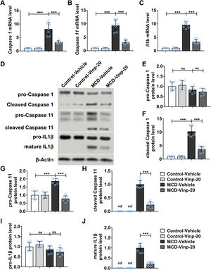Treatment of Vinpocetine downregulated MCD-induced inflammasome in mice. Mice were exposed to MCD or chow diet with the treatment of Vinpocetine (20mg/kg) or vehicle for 8 weeks. (A–C) The mRNA expression levels of Caspase 1, Caspase 11, and Il1b in the liver were determined by RT-qPCR. (D–J) The protein levels of Caspase-1, Caspase-11, and IL-1β in the liver were detected by using Western blotting (n=7 per group).
