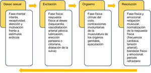 Fases de la respuesta sexual.