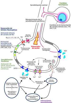 Mecanismos implicados en la generación de señales nociceptivas viscerales en una aferente sensorial. El esquema muestra los mecanismos generadores de señales nociceptivas en condiciones normales, y los mecanismos de sensibilización periférica. En el epitelio intestinal, los mecanismos sensoriales generadores de señales nociceptivas dependen de interacciones complejas que implican múltiples niveles de señalización, en muchos casos con acciones bidireccionales y mecanismos de retroalimentación. En condiciones normales, la generación de señales nociceptivas depende de la activación de diferentes canales iónico (canales de Na+, TRP, ASIC, P2X, etc.). La actividad de estos canales aumenta en estados de sensibilización, y contribuye a los cambios de excitabilidad que caracterizan estos estados. Los mecanismos de sensibilización implican la activación de receptores de membrana (generalmente receptores acoplados a proteínas G [GPCR], como receptores para bradiquininas, prostaglandinas, PAR, histamina, serotonina, neurotropinas tipo NGF, sustancia P o CGRP) por ligandos específicos. Este proceso depende de interacciones de tipo neuroinmune en las cuales participan células inmunes (mastocitos, linfocitos, células dendríticas, macrófagos y neutrófilos), el sistema nervioso entérico (neuronas entéricas y glía entérica) y el epitelio intestinal (células epiteliales y células enteroendocrinas, respondiendo básicamente a estímulos químicos y mecánicos). A este sistema de interacciones se ha adicionado recientemente la microbiota como un componente activo. Así derivados microbianos pueden penetrar en el epitelio y actuar como ligandos directos de receptores o modificar la actividad neuroinmune local. En determinadas circunstancias se pueden producir cabios fenotípicos persistentes en las neuronas sensoriales. Estos cambios mantienen los estados de sensibilización a largo plazo y pueden afectar la actividad sináptica en la médula espinal, pudiendo generar estados de sensibilización a nivel central (médula espinal). En conjunto estos procesos parecen ser especialmente importantes mediando la sensibilización que acompaña a estados inflamatorios o infecciosos. Fuente: Modificado a partir de: Knowles et al.70 y Martínez4.