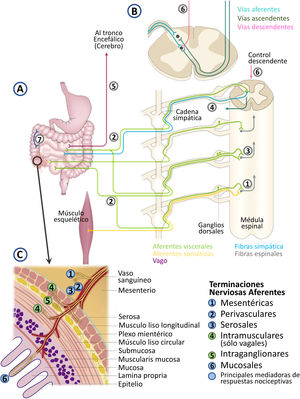 Representación de las vías nerviosas implicadas en el procesamiento e integración de señales nociceptivas viscerales originadas en el tracto gastrointestinal. Frente a las vías nerviosas somáticas (por ejemplo, del músculo esquelético), que tienen una clara organización somatotópica en el sistema nervioso central, las vías de origen visceral terminan en múltiples niveles de la médula espinal, confiriendo su carácter difuso al dolor visceral (incluido el gastrointestinal) y presentan una organización compleja (A). Las aferentes viscerales convergen con las vías somáticas a nivel de la asta dorsal de la médula espinal (convergencia somato-visceral)1, lo que explica el fenómeno de dolor referido. Las aferentes primarias viscerales pueden dividirse para acabar simultáneamente en múltiples niveles de la médula espinal2. En la médula espinal puede darse, además, convergencia de aferentes procedentes de diferentes vísceras (convergencia viscero-visceral)3. Esto explicaría porqué las alteraciones digestivas pueden producir síntomas en órganos/vísceras remotas. Las vías aferentes viscerales llegan a la médula espinal con los nervios simpáticos, lo que puede producir reflejos autonómicos simpáticos asociados a la estimulación visceral4. El componente aferente parasimpático (nervio vago y otros nervios parasimpáticos)5 media normalmente reflejos fisiológicos no nociceptivos, pero su integración en la base del cerebro (tronco encefálico) puede modular la actividad de los sistemas descendentes espinales moduladores del dolor (B-6). El sistema nervioso entérico7 puede también participar modulando la actividad sensorial y los reflejos autonómicos asociados a la misma, lo que explicaría algunos de los síntomas asociados al dolor intestinal, como son las alteraciones motoras y secretoras. C) Detalle de las terminaciones aferentes sensoriales presentes en el tracto gastrointestinal. Las terminaciones nerviosas se localizan en todas las capas del intestino, así como en vasos sanguíneos y mesenterio. Las terminaciones intramusculares y las intraganglionares (4 y 5 en la figura) no tienen una función demostrada en la transmisión de estímulos dolorosos. Fuente: Modificado a partir de: Knowles et al.70; Drewes et al.71 y Martínez4.