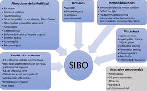 Factores predisponentes y condiciones clínicas asociadas al SIBO EII: enfermedad inflamatoria intestinal; SIDA: síndrome de inmunodeficiencia adquirida.