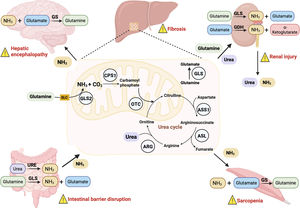 Ammonia metabolism in the liver and extrahepatic organs and disorders associated with elevated ammonia levels. GS: glutamine synthetase; GLS: glutaminase; URE: urease; GDH: glutamate dehydrogenase.