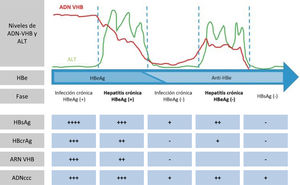 Fases de la infección por el virus de la hepatitis B.