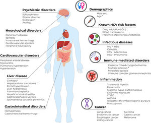 Schematic representation of key clinical predictors of positive HCV serology grouped by disease cluster. Visual summary of the clinical features with the highest odds ratios (OR) in the full logistic regression model, organized by disease cluster. Within each cluster, features are ordered from highest to lowest OR. The schematic is intended to illustrate the main quantitative findings presented in Table 2 and Supplementary Table S7. In all features included in the figure, LR OR >1. *Indicates categorical features with LR OR ≥5 and numerical features with LR OR ≥1. COPD: chronic obstructive pulmonary disorder; HBV: hepatitis B virus; HDV: hepatitis D virus; HIV: human immunodeficiency virus; HSV: herpes simplex virus; LR: logistic regression; OR: odds ratio.