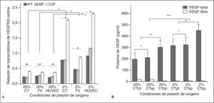 Expresión y secreción de VEGF en células placentarias. A) Expresión del ARNm de VEGF después de 72h de estímulo hipóxico. Los 3 tipos celulares tienen índices similares en expresión del ARNm y presentan incrementos significativos en respuesta a hipoxia; p < 0,01. Todas las células del grupo con preeclampsia mostraron mayor incremento comparado con el resto, p < 0,05. Los valores representan la media de la relación entre el número de transcriptos de VEGF y el valor de β-actina ± DE obtenidos de 7 cultivos por tipo de célula producto de la lisis de 8 biopsias por placenta (n = 7) (véase detalles en «Material y métodos»). *Comparación entre células sometidas a hipoxia frente a controles; p < 0,01. **Comparación entre células provenientes de placentas con preeclampsia frente a las provenientes de placentas pretérmino y sin preeclampsia a 20% de O2; p < 0,05. ¿ Comparación entre células provenientes de placentas con preeclampsia frente a las provenientes de placentas pretérmino y sin preeclampsia a 2% de O2; p < 0,01. B) Secreción de VEGF-total y VEGF-libre por CT. Utilizando 2 métodos enzimáticos se determinaron los valores de VEGF-total y VEGFlibre (no unido a sFlt-1) 72h después del estímulo hipóxico. Las cantidades de VEGF libre no fueron detectables (< al límite de detcción de 7,5pg/ml) en condiciones de hipoxia a 2% de O2 ni en CTcp a 20%O2. *Comparación entre CTpt y CTsp; p > 0,05. **Comparación entre CTcp frente a CTpt o CTsp; p < 0,05. ***Comparaciones entre el grupo de CT a 20% de O2 frente a CT a 2% de O2; p < 0,01. Los valores se expresan en pg/ml y representan la media ± DE. CP: con preeclampsia; CT: células trofoblásticas; FV: células de los fibroblastos de las vellosidades; HUVEC: células endoteliales de vena umbilical. PT: pretérmino; SP: sin preeclampsia.