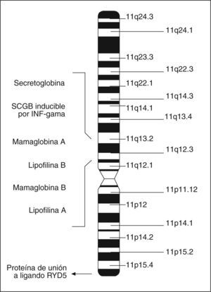 Localización del gen de la mamaglobina A (MGA) y otros genes de la familia de las uteroglobinas en el cromosoma 11. SCGB: secretoglobinas.