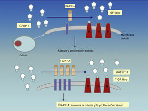 Mecanismo de acción proteolítico de la PAPP-A.