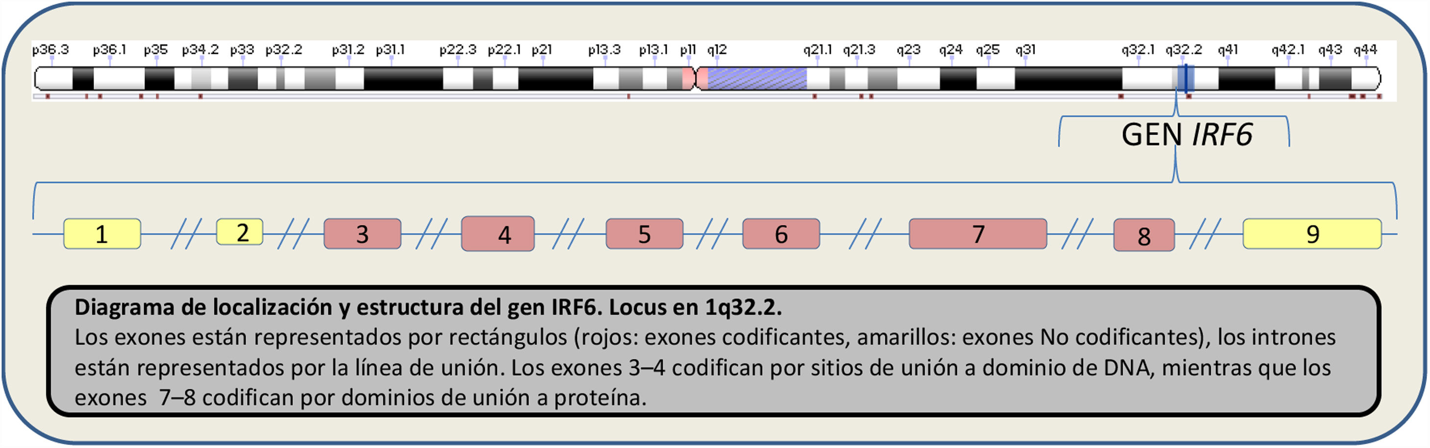 acondroplasia por mutación fgfr3