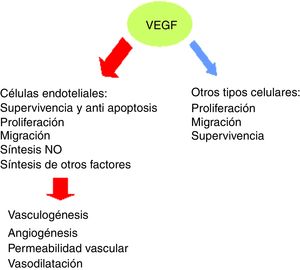 Procesos celulares en los que está implicado VEGF.