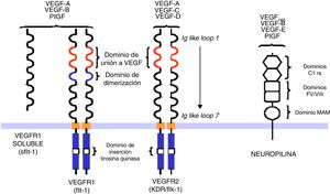 Los receptores VEGF tienen una porción extracelular con 7 dominios similares a inmunoglobulinas, una región transmembrana y una región intracelular con un dominio tirosina-cinasa escindido. La unión ligando-receptor produce la dimerización y activación mediante transfosforilación.