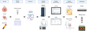 The proteomics approach in biomarker discovery. Various biological samples contain proteins including cells, tissues, and body fluids. The complex proteins are extracted from these samples. Next, they are stored in-solution or subjected to gel electrophoresis which separates the proteins. The extracted proteins are digested with suitable enzymes such as trypsin before using a mass spectrometry-based technique. Based on the peptides sequence results, the proteins are identified using database search engines for example UniProt or NCBI. For subsequent protein quantification, Maxquant or Peaks Studio bioinformatics tools are commonly used. The potential protein biomarkers are then validated using suitable assays such as immunoassay, Western Blot or protein microarray.
