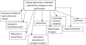 Summarizes some commonly reported reproductive changes in men and women, associated with kidney dysfunction.