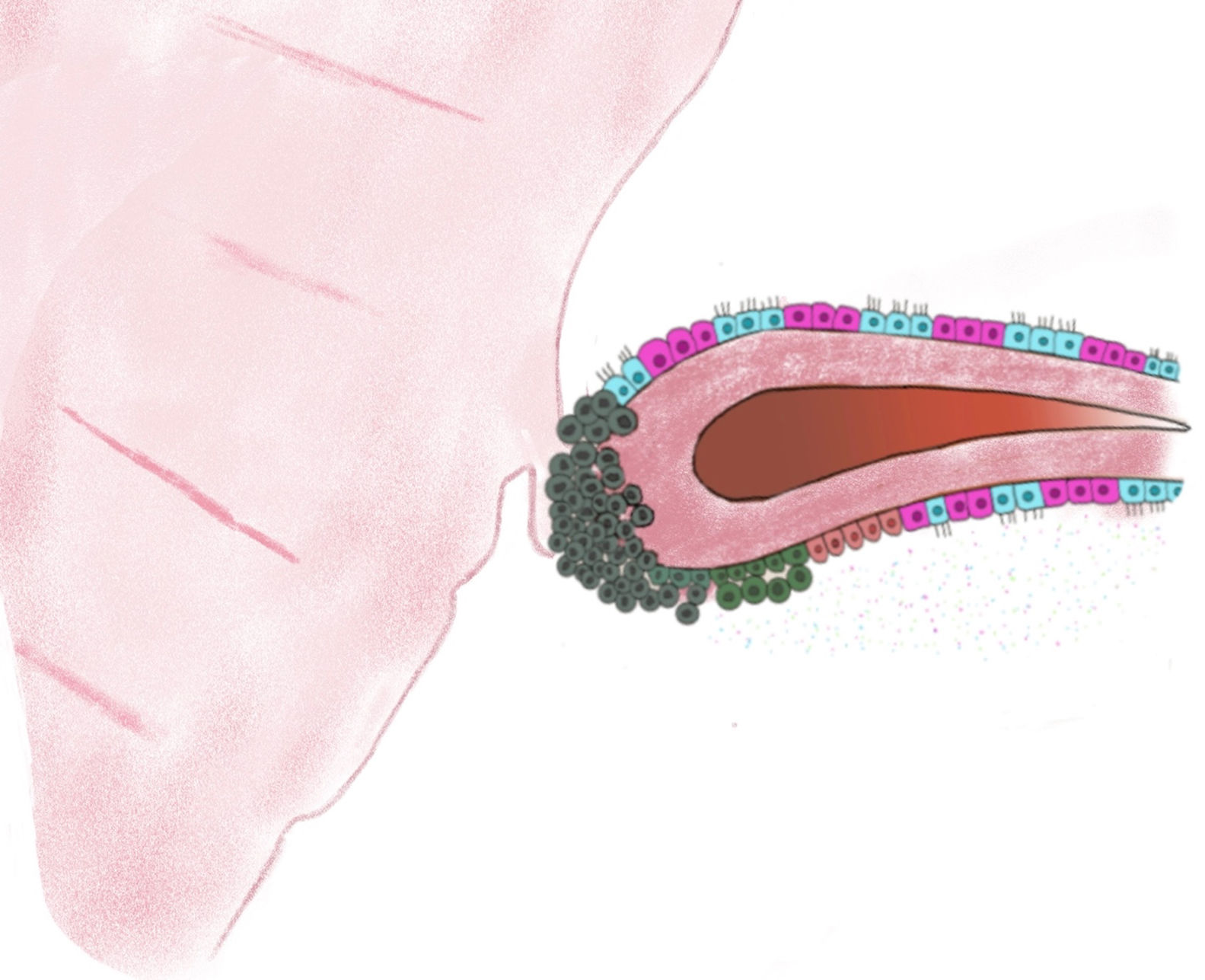 Concept of opportunistic bilateral salpingectomy in a sample of Mexican  gynecologists. What should residents be trained on? | Clínica e  Investigación en Ginecología y Obstetricia