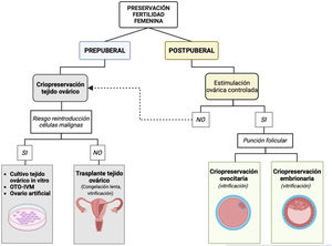 Representación esquemática de los métodos de PF femenina en función del tipo de paciente: prepuberal y postpuberal. En el caso de pacientes postpuberales, encontramos la criopreservación de ovocitos y embriones mediante el protocolo de vitrificación. En ambas estrategias la paciente necesita un mínimo de dos semanas para la estimulación ovárica controlada (EOC) y la extracción de ovocitos (punción folicular). A nivel prepuberal (o en ocasiones en pacientes con neoplasias agresivas o hormonodependientes, donde no es posible la EOC), se encuentra la criopreservación de tejido ovárico. En este enfoque, el tejido ovárico se extrae de la paciente y se fragmenta antes de la criopreservación, que puede ser mediante congelación lenta o vitrificación. Si el riesgo de reinserción de células cancerígenas es bajo, éstos se autotrasplantande nuevo a la paciente. Por el contrario, si se confirma el riesgo de reinserción, se explorarían técnicas de cultivo y maduración in vitro, aunque a día de hoy aún se encuentran en fases de investigación preliminares. En verde se muestran las técnicas recomendadas por las principales Sociedades Científicas. En gris y un asterisco (*), se muestran aquellas que actualmente son consideradas experimentales2. OTO-IVM (ovariantissueoocyte in vitro maturation). Diseñado con Biorender.com.