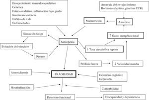 Ciclo de la fragilidad (modificado de Fried).